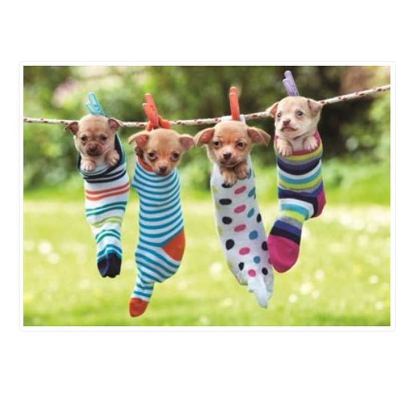 Puppies In Socks Birthday Card