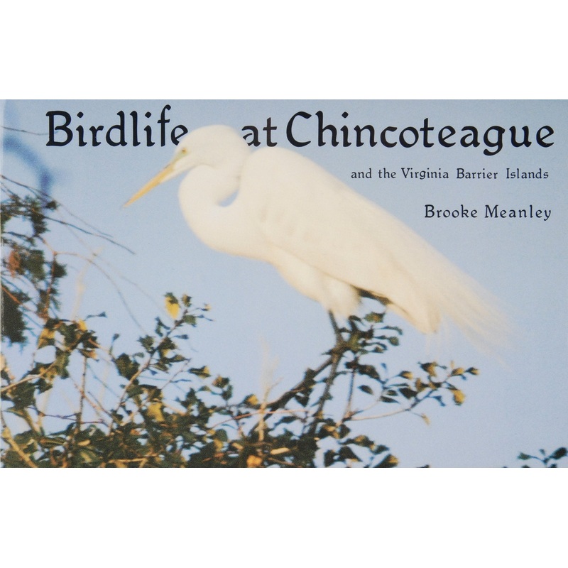 Birdlife at Chincoteague and the Virginia Barrier Islands