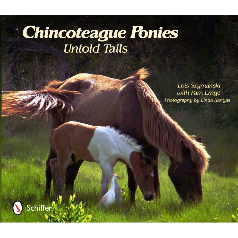 Chincoteague Ponies